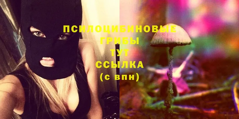 Псилоцибиновые грибы Cubensis  как найти   Советский 